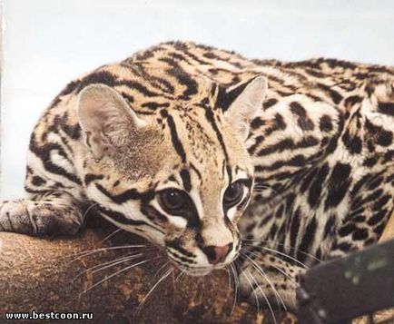 Cel mai bun coon - arhiva blog - ocelot