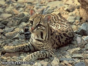 Cel mai bun coon - arhiva blog - ocelot