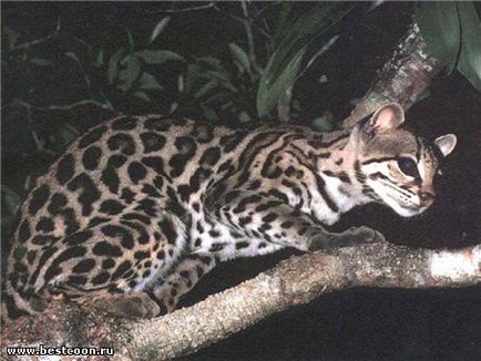 Cel mai bun coon - arhiva blog - ocelot