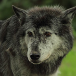 Biológia farkasok (Wolf ugrás magassága) Biológia farkasok