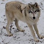 Biológia farkasok (Wolf képzett ugrás magassága) Biológia farkasok