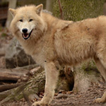 Biológia farkasok (Wolf ugrás magassága) Biológia farkasok
