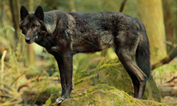 Biológia farkasok (Wolf) Biológia farkasok