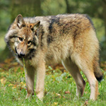 Biológia farkasok (Wolf ugrás magassága) Biológia farkasok