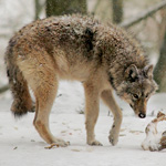 Biológia farkasok (Wolf ugrás magassága) Biológia farkasok