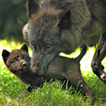 Biológia farkasok (Wolf képzett ugrás magassága) Biológia farkasok