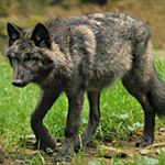 Biológia farkasok (Wolf képzett ugrás magassága) Biológia farkasok