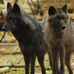 Biológia farkasok (Wolf képzett ugrás magassága) Biológia farkasok