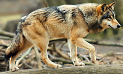 Biológia farkasok (Wolf képzett ugrás magassága) Biológia farkasok