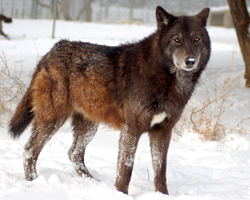 Biológia farkasok (Wolf ugrás magassága) Biológia farkasok