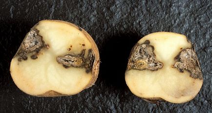 Хвороби і шкідники картоплі - ефективні заходи боротьби