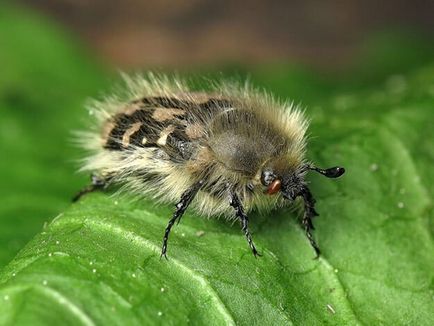 Combaterea scurtei descrieri și a metodelor de combatere a lui May Beetle