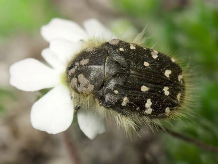 Combaterea scurtei descrieri și a metodelor de combatere a lui May Beetle