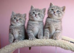 Pisici britanice - caracter și îngrijire