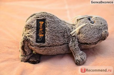 Budi basa macska Basik - „a szeretet, a takarmány és a fésű! Hihetetlen macska, képes megolvasztani olyan (budi) Budi basa macska Basik - „a szeretet, a takarmány és a fésű! Hihetetlen macska, képes megolvasztani bármilyen