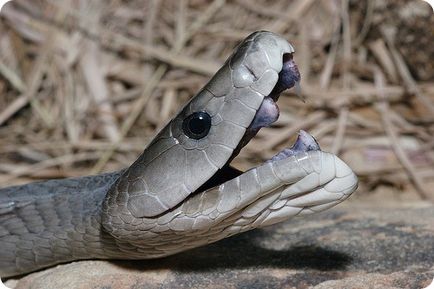 Mamba neagră (lat