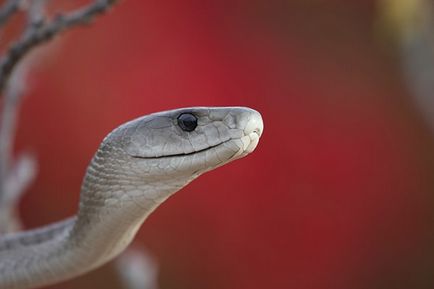 Black mamba - știri despre animale, animale rare și animale mitice pe