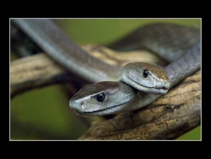 Black mamba - știri despre animale, animale rare și animale mitice pe