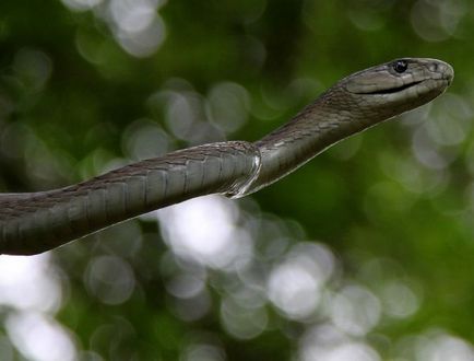 Black mamba - știri despre animale, animale rare și animale mitice pe