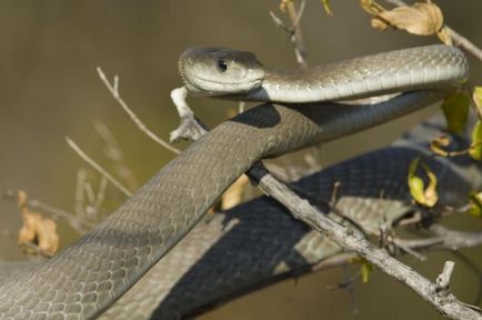 Black mamba - știri despre animale, animale rare și animale mitice pe