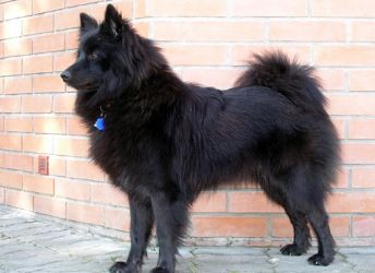 Black Spitz