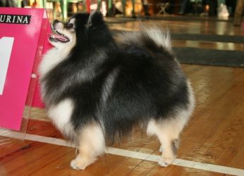 Black Spitz