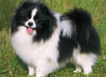 Black Spitz