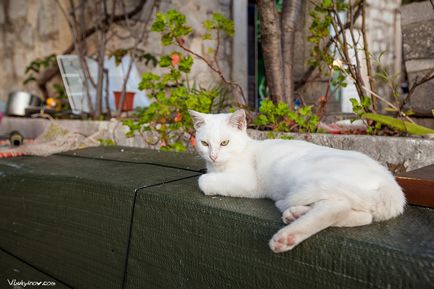 Чорногорські коти, фотограф владимир лук'янов москва