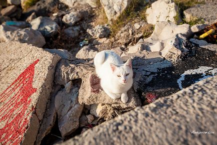 Чорногорські коти, фотограф владимир лук'янов москва