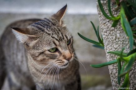 Montenegrói macskák, fényképész Vladimir Lukyanov, Moszkva
