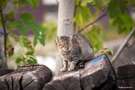 Montenegrói macskák, fényképész Vladimir Lukyanov, Moszkva