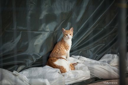 Pisici muntenegrene, fotograf vladimir lukyanov moscow