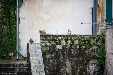 Pisici muntenegrene, fotograf vladimir lukyanov moscow