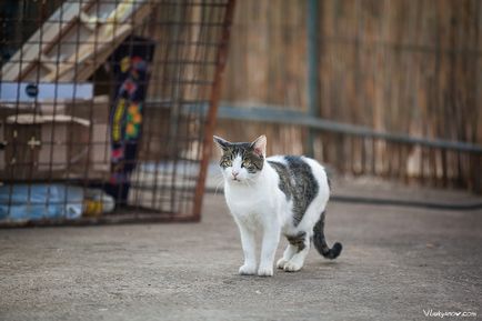 Чорногорські коти, фотограф владимир лук'янов москва