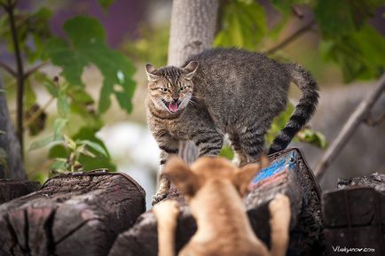 Чорногорські коти, фото новини