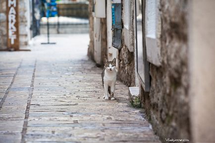 Montenegrói macskák, fotó hírek