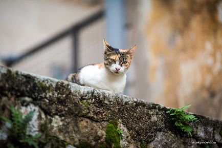 Чорногорські коти, фото новини