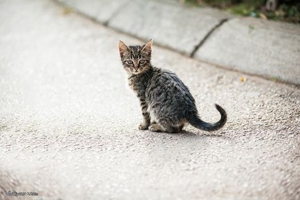 Pisici muntenegrene, știri despre fotografii