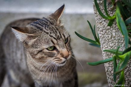 Чорногорські коти, фото новини