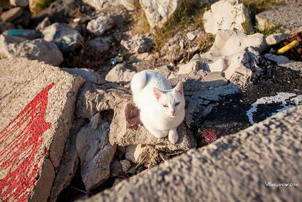 Чорногорські коти, фото новини