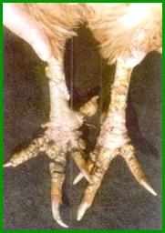 Scabie de picioare la găini (picioarele calcaroase), purcelușul proprietarului