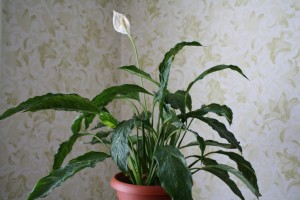 Mi van, ha a hazai nem virágzik Spathiphyllum
