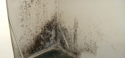 Ce se întâmplă dacă apartamentul de pe perete este mucegăit, nu funcționează ventilație, plângere leagăn de tensiune,