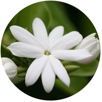 Квітка жасмин, кімнатні рослини