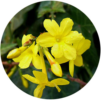 Flori de iasomie, plante de interior