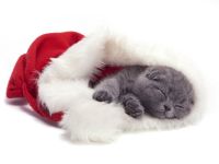 Depresszió a macskák, a macska stressz, pillanatok őrület, agresszió, düh, terápiás technikák, játékok (cat) Depresszió a macskák, a macska stressz, pillanatok őrület, agresszió, düh, terápiás technikák, játékok