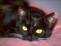 Depresszió a macskák, a macska stressz, pillanatok őrület, agresszió, düh, terápiás technikák, a játék (macska) Depresszió a macskák, a macska stressz, pillanatok őrület, agresszió, düh, terápiás technikák, játékok