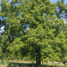 Дерево волоський горіх опис, фото і відео, як виглядає і цвіте дерево волоський горіх