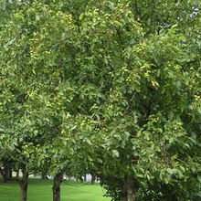 Дерево волоський горіх опис, фото і відео, як виглядає і цвіте дерево волоський горіх
