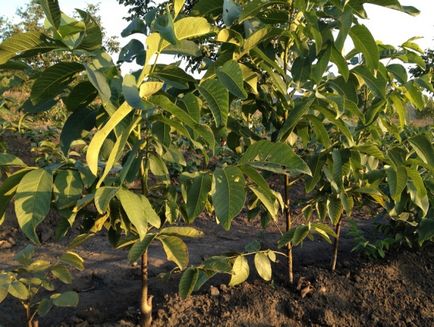 Дерево волоського горіха вирощування, посадка, догляд, розмноження